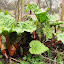 Rhubarb 'Timperley Early'