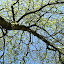 Weeping Silver Birch