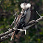 Laughing Kookaburra