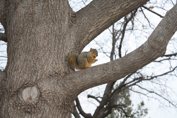 Spotting Image 1