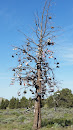 Oregonian Shoe Tree
