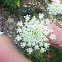 Queen anne's lace