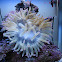 Pink-tipped Anemone