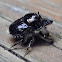 Black Dung Beetle