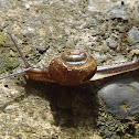 Snail