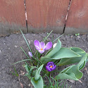 Spring Crocus (hybrid)