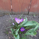 Spring Crocus (hybrid)