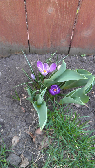 Spotting Image 1