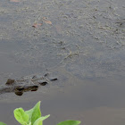 American Crocodile