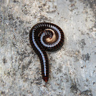 giant millipede