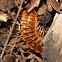 Flat millipede