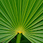 Fan Palm
