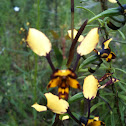 Leopard Orchid