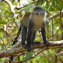 Zanzibar Sykes' monkey