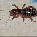 Jerusalem Cricket