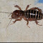 Jerusalem Cricket