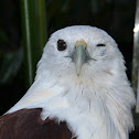 Brahminy Kite