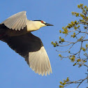 Black-crowned Night Heron