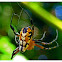 Pear-shaped Leucauge Spider