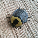 American Carrion Beetle