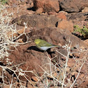 Wood Warbler