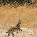 Serval