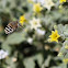 Banded Bee