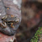 Ucayali Rocket Frog
