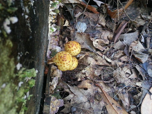 Spotting Image 1