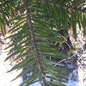 Hemlock