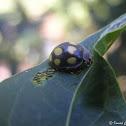 Ladybird beetle