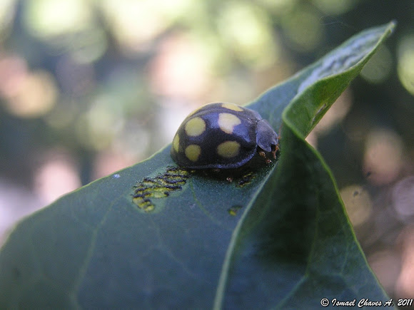 Spotting Image 1