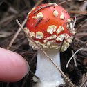 Fly agaric