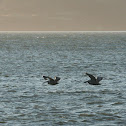Brown Pelican