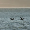 Brown Pelican