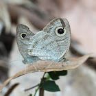 Horsfield's Six-ring mating