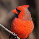 Cardinal