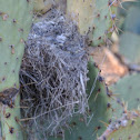 Bird nest