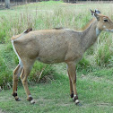 Nilgai