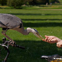 Grey Heron