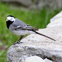 White Wagtail