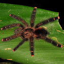Pink-toe Tarantula