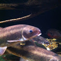 Robust Redhorse Sucker
