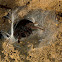 Cave spider