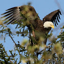 BALD EAGLE
