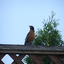American Robin