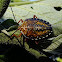 Stink bug
