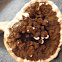 Reishi Mushroom
