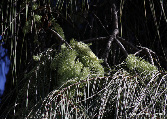 Spotting Image 1