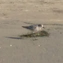 Black-bellied Plover